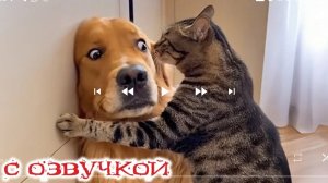 приколы с котами и озвучка