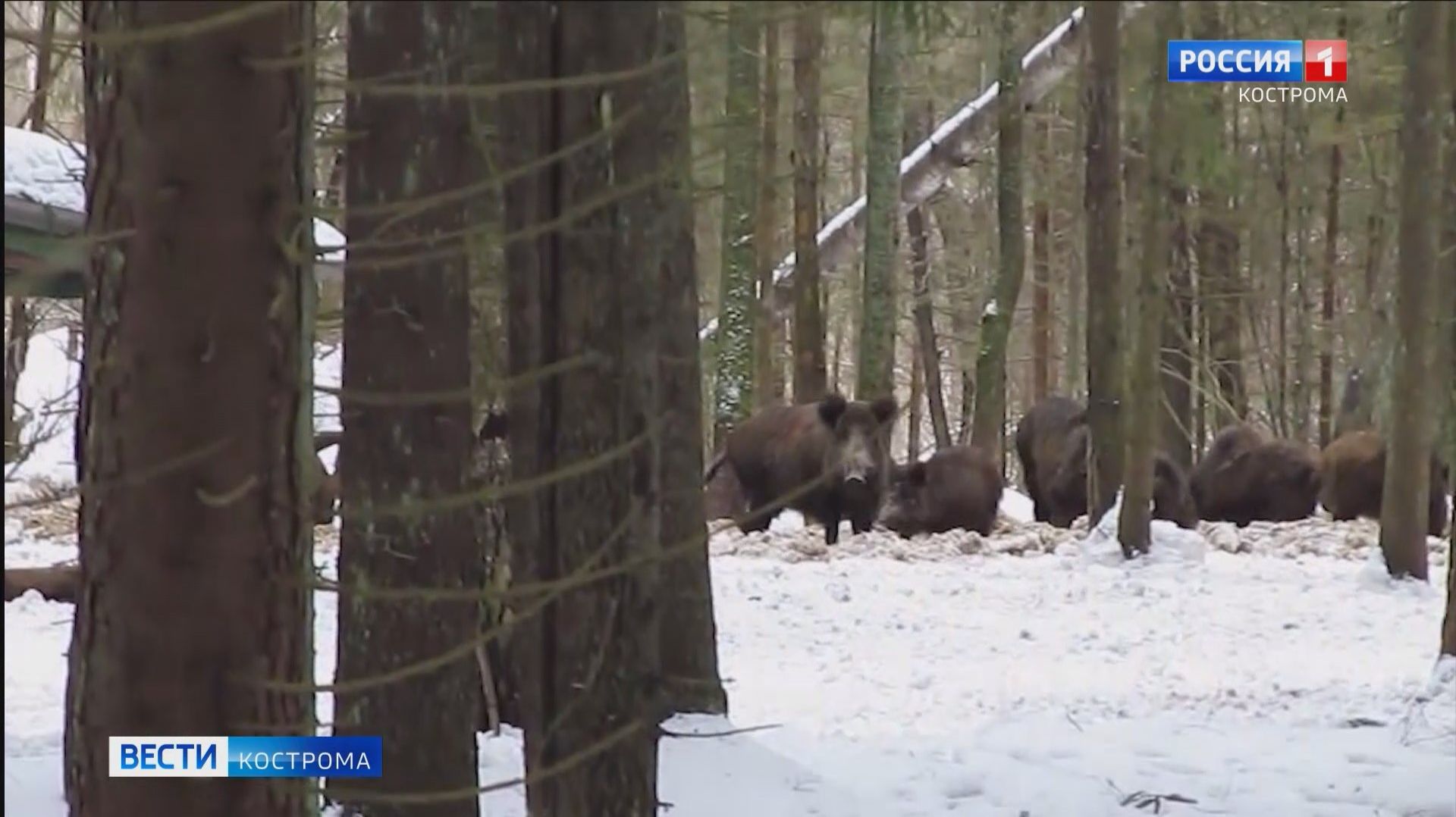 Сочтут всех, кроме медведей: как и зачем переписывают население костромских лесов? смотреть онлайн