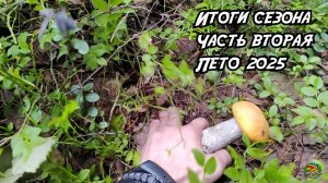 Сезон сбора грибов. Лето 2025. Часть 1
