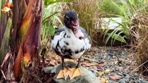 Забавные утки мускусные и пекинские на свободном выгуле со своими друзьями ч.(345) ❣️🤗😂