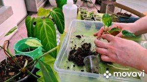 ЦВЕТОЧНЫЕ ДЕЛА.КОМНАТНЫЕ РАСТЕНИЯ(ЦВЕТЫ).