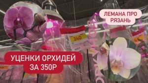 УЦЕНКИ ОРХИДЕЙ ПО 350р🔥ОБЗОР Лемана Про Рязань #обзоры #обзорорхидей #леманаорхидеи #фаленопсис