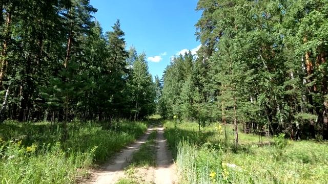 Лето, лес, прогулка. смотреть онлайн