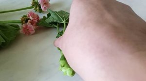 Укоренение черенков Пеларгонии,обрезка Пеларгонии