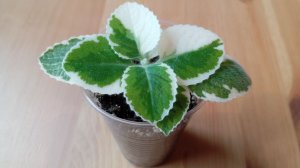 Плектрантус (комнатная мята) Кубинский орегано. Размножение.