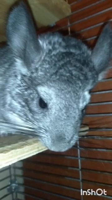 Я красавчик