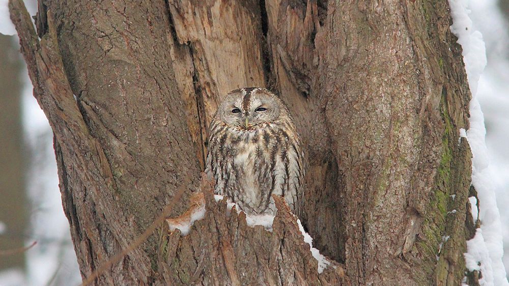 Серая неясыть смотреть онлайн