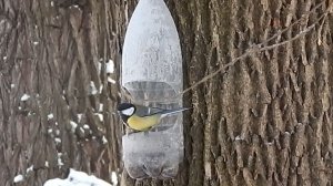 Зима. Птицы на кормушке. Кто из зимующих птиц прилетел на кормушку? Наблюдаем за птицами.