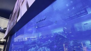 Арабские Эмираты. Дубай. Океанариум. U.A.E. Dubai #dubai