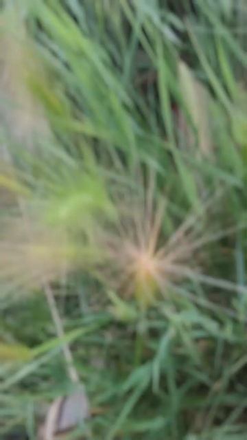 Пушистый шёпот сада - ячмень гривастый. смотреть онлайн