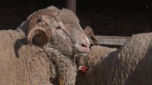 Объем продаж баранины в России снизился почти на 40 процентов