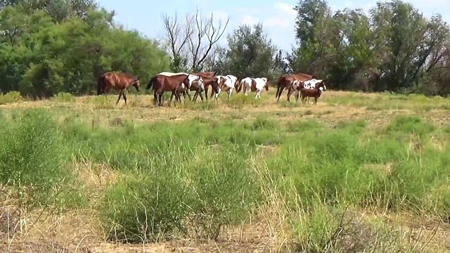 Свой среди чужих смотреть онлайн