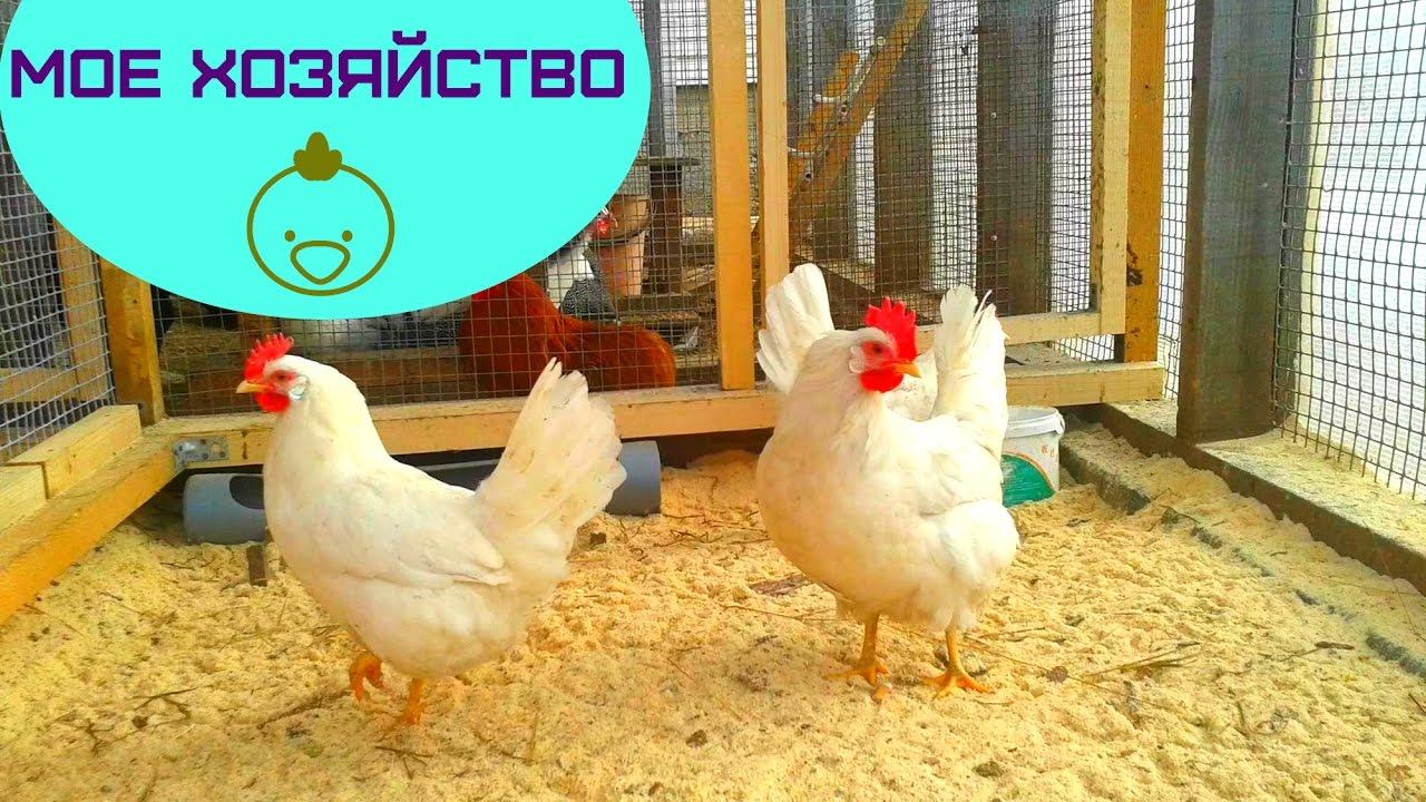 Выращивание бройлеров в домашних условиях без ВЕТАПТЕЧКИ