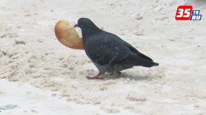 Городские птицы Вологодчины: как им помогать зимой?