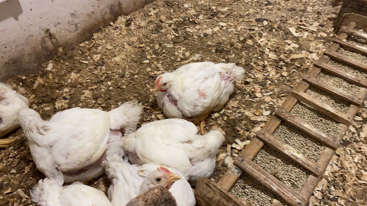 Какая лучше порода? Кобб 500, Росс 708 или Росс 308