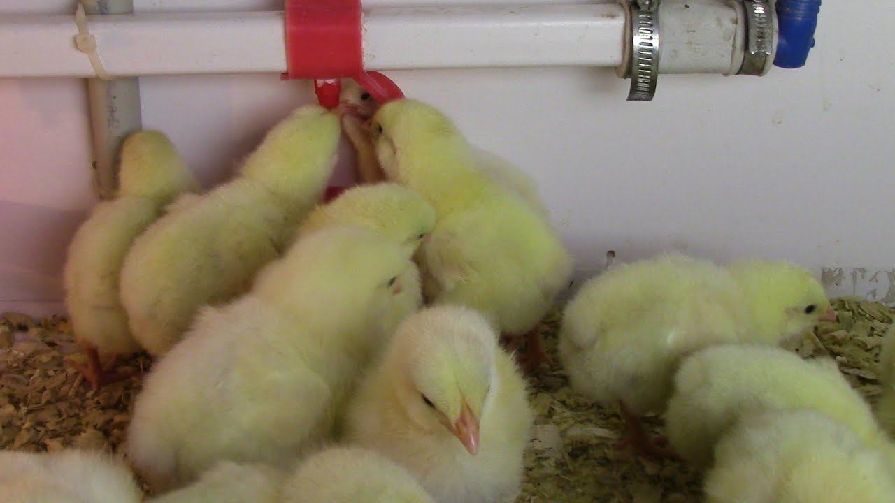 Прямой эфир. Цыплята Бройлеры, День Пятый, Растем Без Антибиотиков