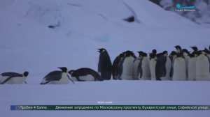 Что пингвины могут рассказать учёным об изменениях климата?