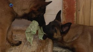 Двух щенков из Карелии передали на службу в Донецкую народную республику