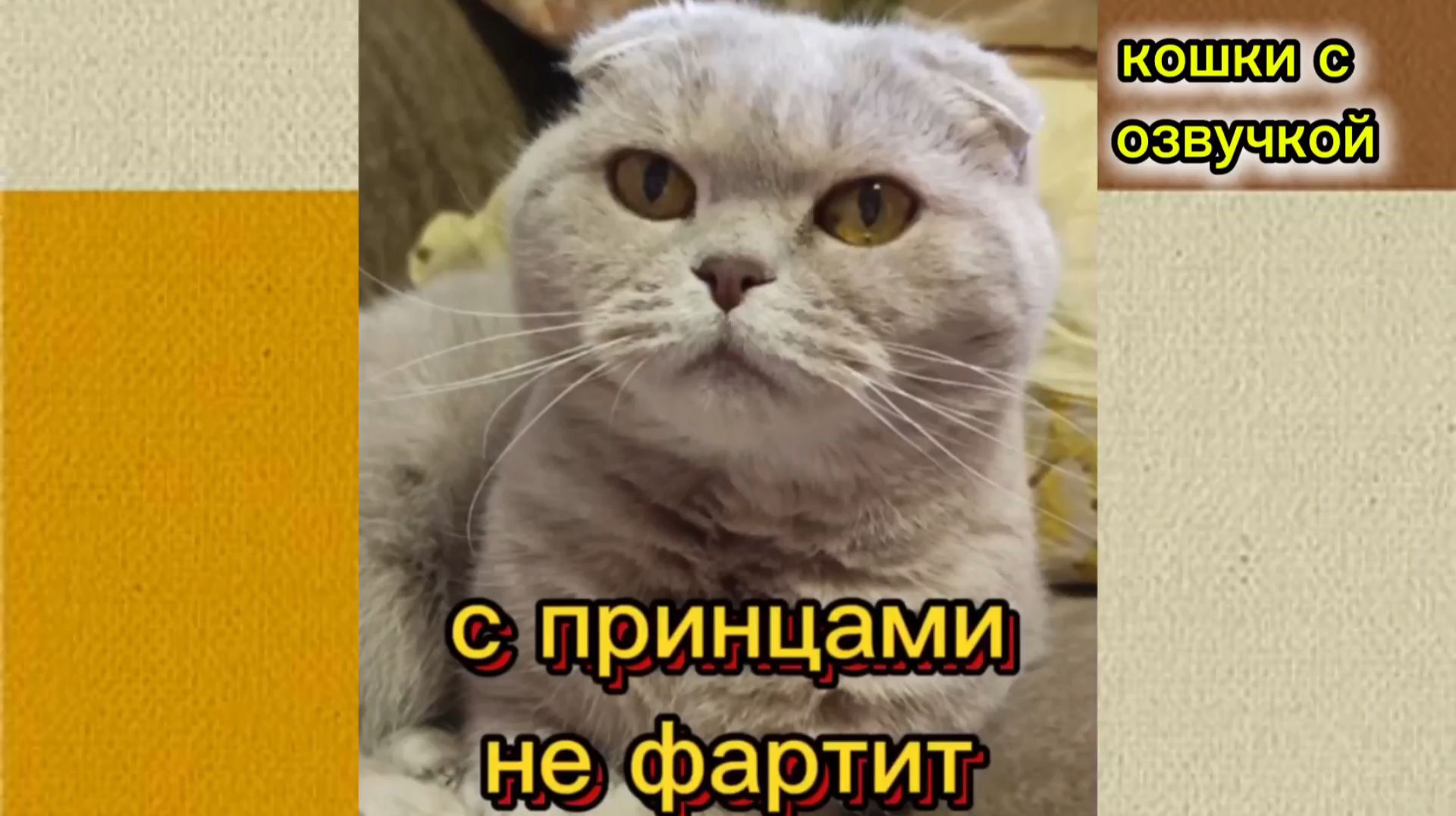 КОШКИ С ОЗВУЧКОЙ. смотреть онлайн