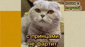 КОШКИ С ОЗВУЧКОЙ.