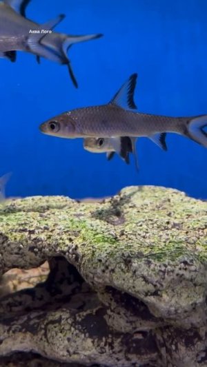 Акулий бала