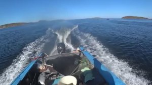 Морской дергач! Рыбалка на море! 8-КГ рыбы!Здесь все жители моря!Зубатка,треска.пингвины,тюлени!