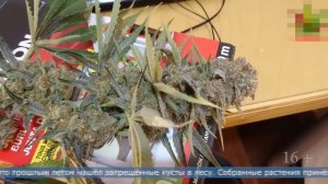 19.01.2026 Сахалинец хранил коноплю в простыне