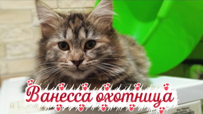 Ванесса охотница, младшая кошечка, утащила чужую добычу смотреть онлайн