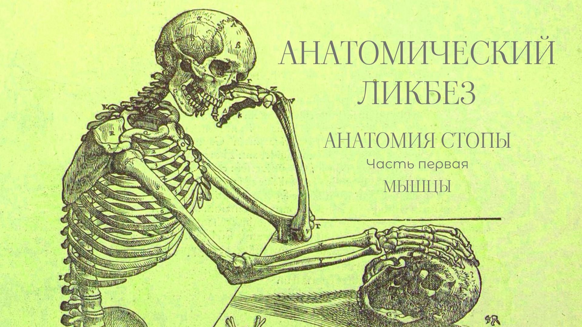 Анатомический ликбез - Анатомия стопы часть первая. Мышцы