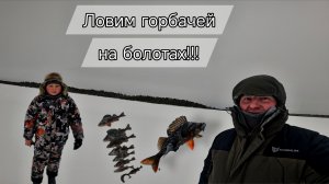 Ловим горбачей на болотах!!!