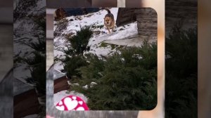 1000046610.mp4 (Собака наблюдает за устройством лестницы на 2 этаж в доме А-фрейм)