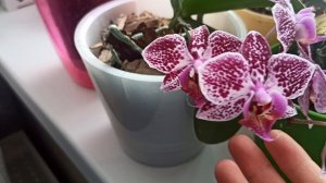 Обзор орхидей. Сколько орхидей цветет зимой.