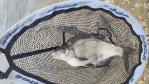 Раздача на теплом сбросе в МО