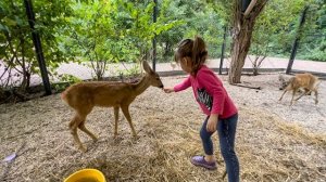 Ангелины давно не было в парке, не доходя до дома она ПРОВЕДАЛА СВОИХ КОСУЛЯТ!