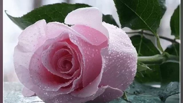 Мы часто в жизни сожалеем