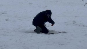 На паставушку.Форель