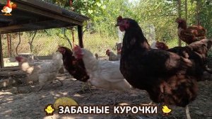 Забавные курочки несушки на сельском подворье 🤗😂😜 (97)
