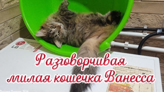 Разговорчивая кисуня Ванесса смотреть онлайн