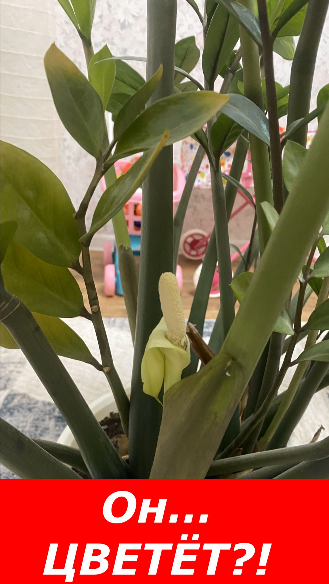 Цветение ЗАМИОКУЛЬКАСА: редкость, терпение, чудо! смотреть онлайн