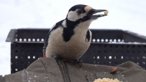 Дятел и белки. Небольшая зарисовка