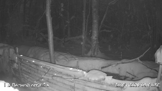 LIVE: На лесной опушке. Природа онлайн смотреть онлайн