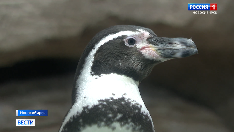 В Новосибирском зоопарке утеплили вольеры с животными на время сильных морозов смотреть онлайн