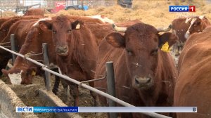 В КБР зафиксирован рост производства мяса скота и птицы на 7,2 %