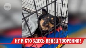 Сразу несколько случаев жестокого обращения с животными зафиксировано в Иркутской области