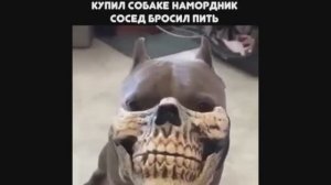 #смешныевидео -732