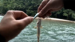 большая лаба август