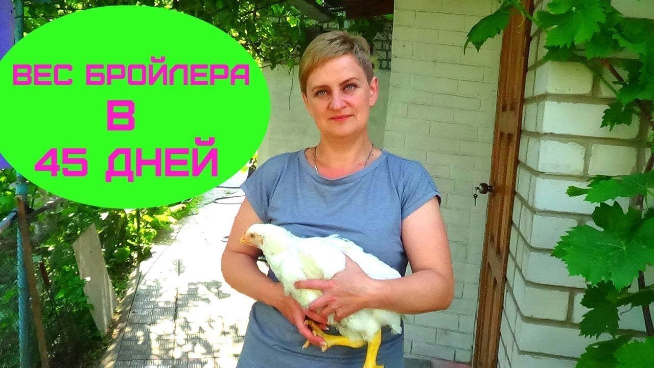 Выращивание бройлеров без ветаптечки ч 3