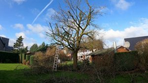 Кусторез. Обрезка большой вишни мини-бензопилой