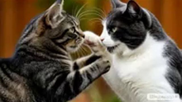 Судьба курятника. 14.01.26. смотреть онлайн