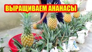 Узнайте СЕКРЕТ! Легчайший способ выращивать ананас прямо в воде